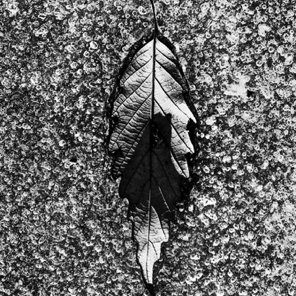 Leaf in Ice • Susquehanna State Park 1977